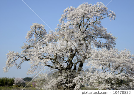 Cherry blossoms of Shioinosaki 10478823