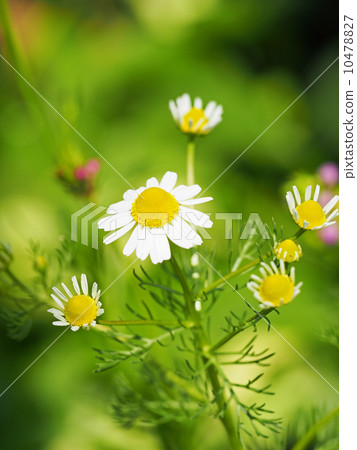 Chamomile 10478827