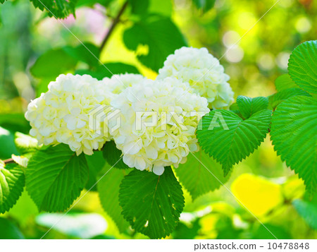 Flowers of the Odemari Flowers of the Odemari 10478848