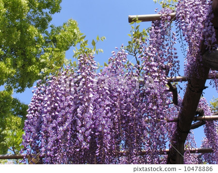 東京都江東區龜戶天神社 紫藤花架的季節 10478886