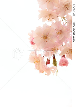 死棕色櫻桃樹 10479271