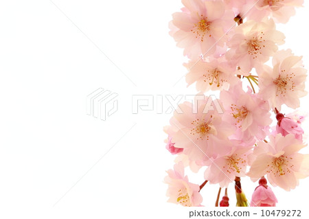 死棕色櫻桃樹 死棕色櫻桃樹 10479272