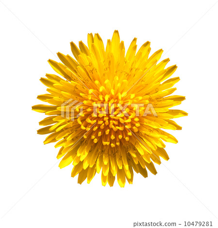 Dandelion 10479281