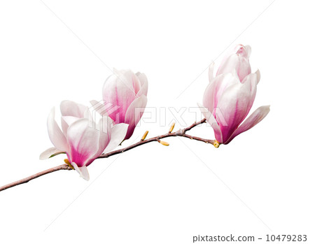 Magnolia Magnolia 10479283