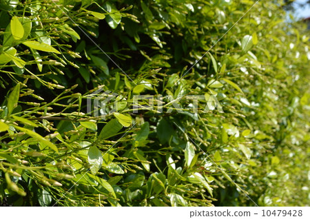 Tei Ka Zera Tei Ka Zera 10479428