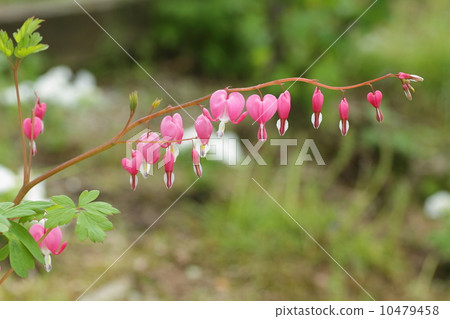 Kenzansou flowers 10479458