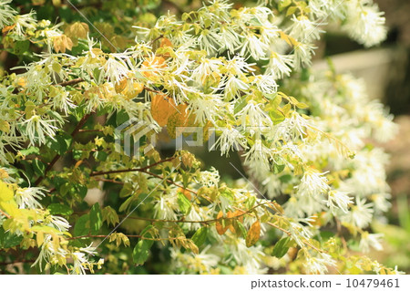 Tokiwamansaku花 10479461