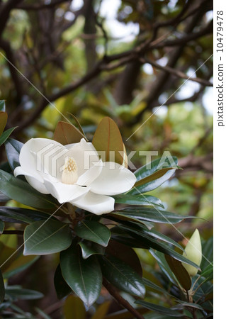 Taishan Taisambok大花完全開放。 Taishan Taisambok大花完全開放。 10479478