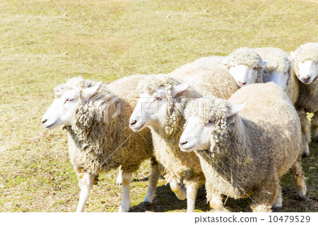 A flock of sheep A flock of sheep 10479529