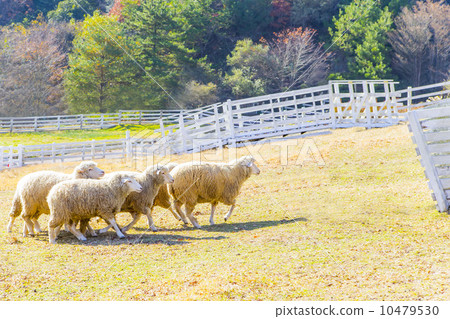 Ran sheep Ran sheep 10479530
