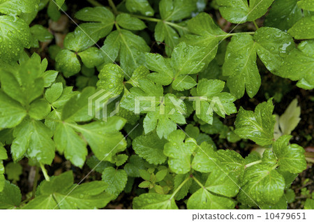 明日 明日 10479651