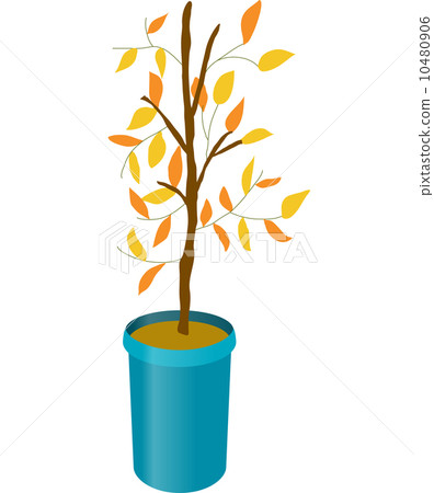 The view of tree 10480906