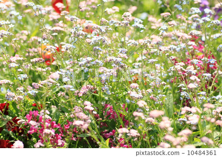 Forget-me-not flowers 10484361