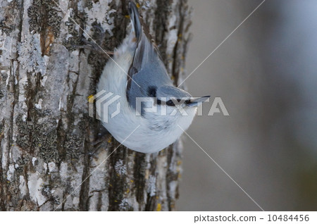 Goblin Goblin 10484456