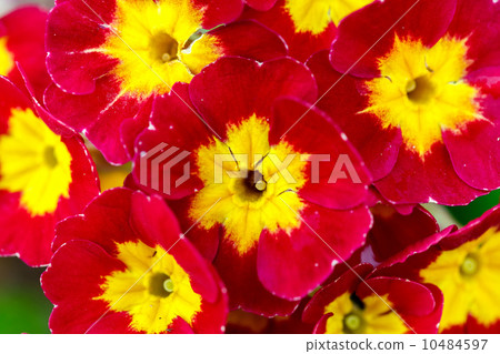 closeup of beautiful red primrose closeup of beautiful red primrose 10484597
