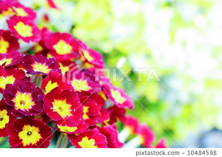 closeup of beautiful red primrose 10484598