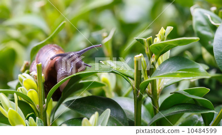 small garden snail small garden snail 10484599