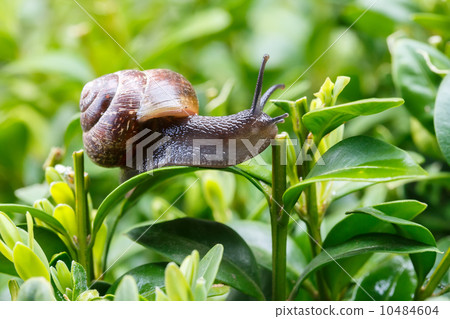small garden snail 10484604