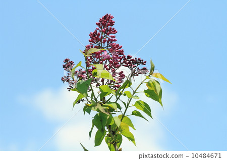 Lilac flowers Lilac flowers 10484671