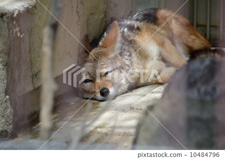 狐狼 10484796