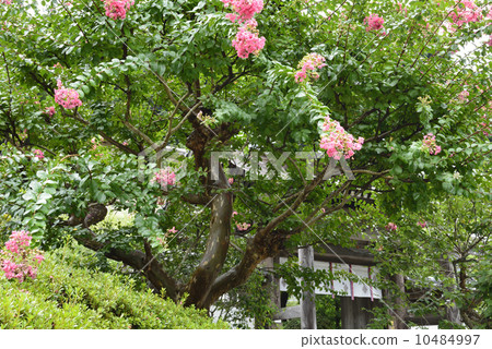 Temple and protector / Saitama ken Hanzi 10484997