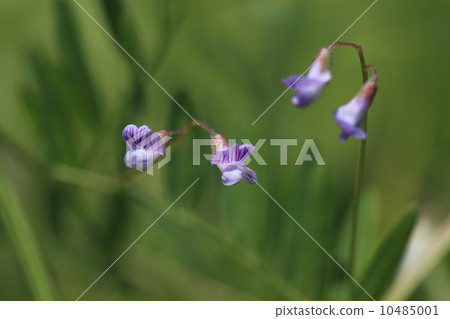 It is said that it is between 'ka' and 'su' because it is the middle of the natural plant casmusha, crow bean peas and sparrow mackerel 10485001