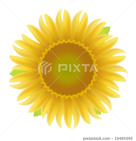向日葵 向日葵 10485095