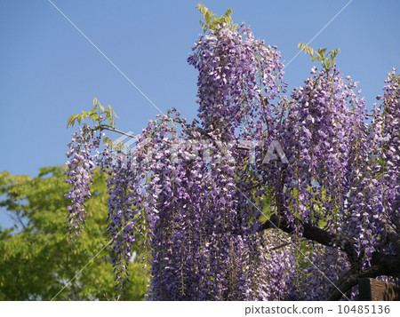 Wisteria flowers Wisteria flowers 10485136
