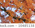 Maple  10485138