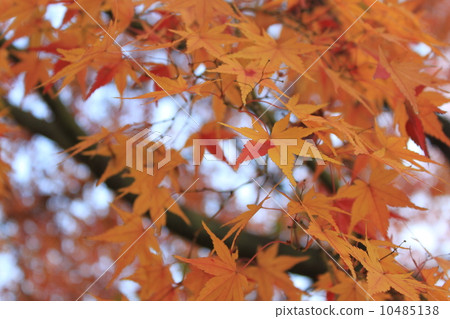 Maple  10485138