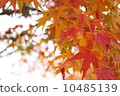 Maple  10485139