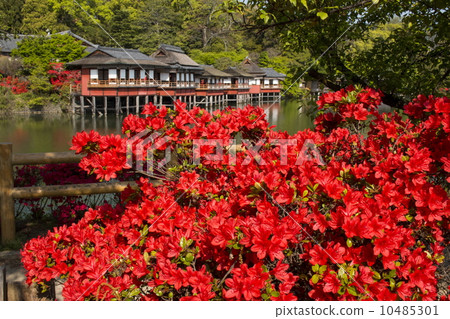 Kirishima azalea in Nagaoka Tenman-gu Kirishima azalea in Nagaoka Tenman-gu 10485301