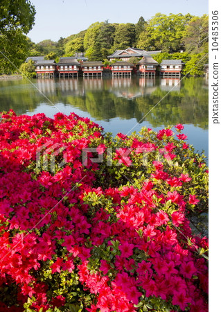 在長岡區的霧島杜鵑花 10485306