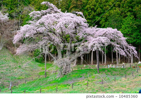 Iwakura Sakura 10485360