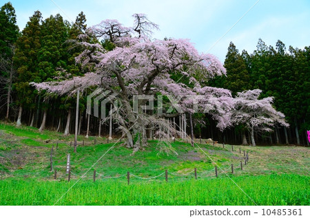 Iwakura Sakura 10485361