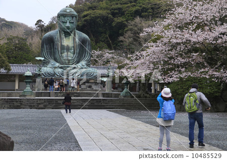 Kamakura Buddha and cherry blossoms Kamakura Buddha and cherry blossoms 10485529