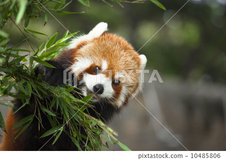 用餐時間 10485806