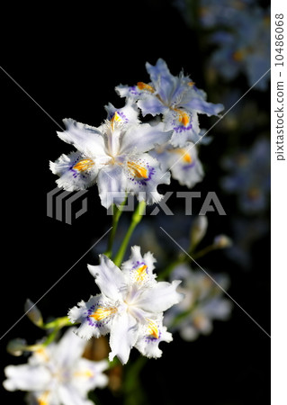 Shaga Shaga 10486068