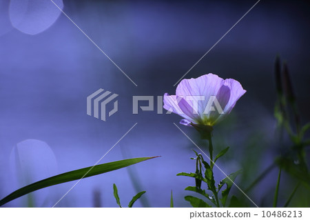 Evening primrose 10486213