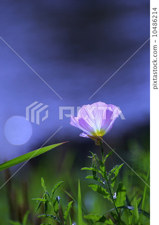 Evening primrose Evening primrose 10486214