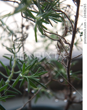 Rosemary Rosemary 10486265