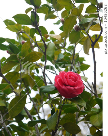 Camellia Camellia 10486268