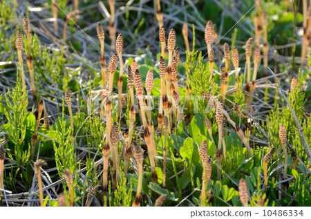 Tsukushi [水平] 10486334