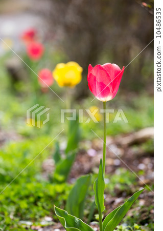 Maeyuen's tulip 10486535