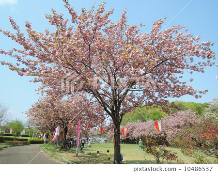 Tenpyo no Oka Park Tenpyo no Hana Festival 10486537