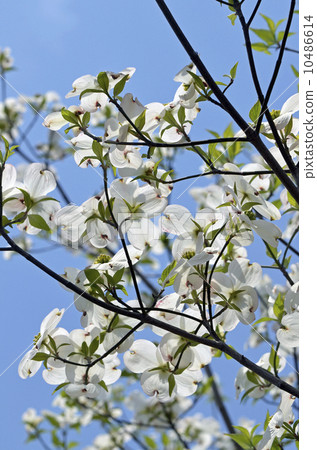 山茱萸(花木) 山茱萸(花木) 10486614