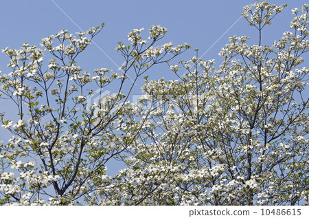 Dogwood (flower wood) Dogwood (flower wood) 10486615