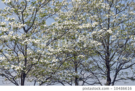 山茱萸（花木） 10486616