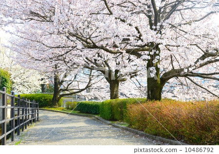 櫻花盛開的樹木[水平] 10486792