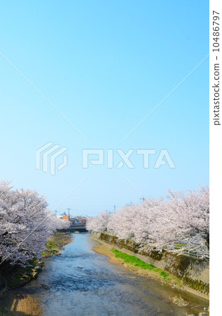 櫻花盛開在河岸上[垂直] 10486797